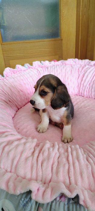 Beagl szczeniak gotowy do odbioru