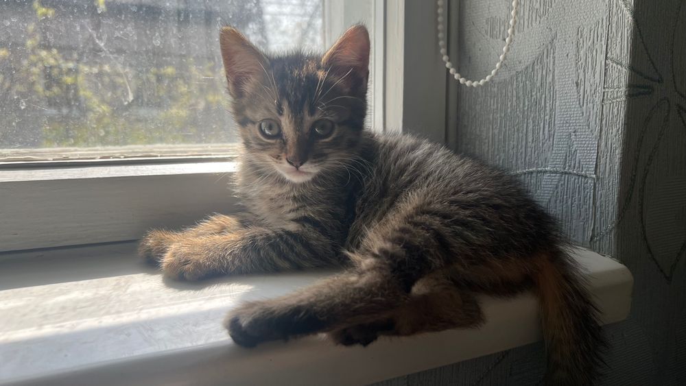 Кошенята Безкоштовно
