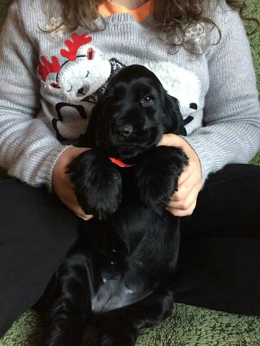 Англійський кокер-спаніель — лагідне, охайне цуценя з чорною шовковист