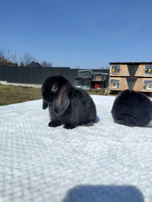 Декоративні кролики