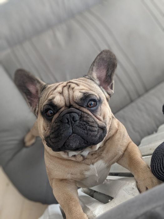 В'язка Французький Бульдог