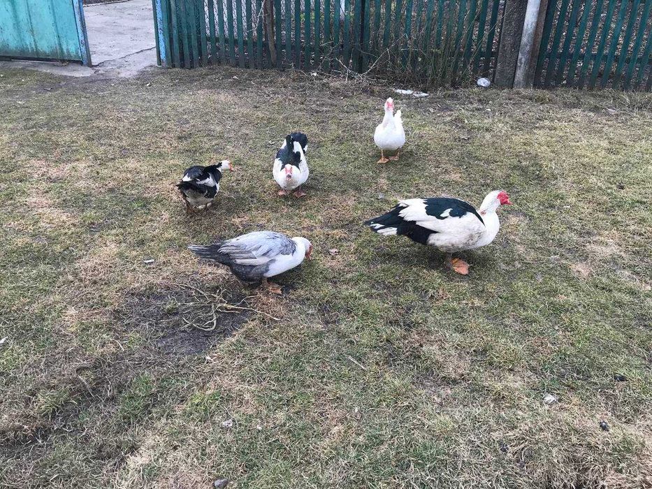 Продаю курей і качок