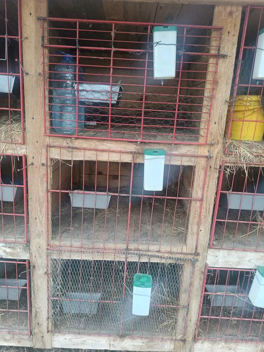 Klatki dla królików