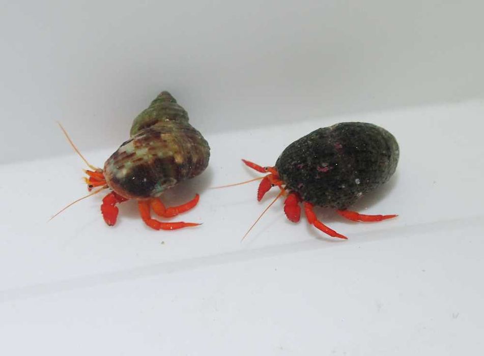 Clibanarius rutilus - krab - akwarium morskie