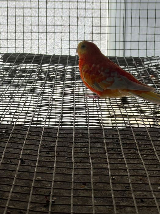 Red rumped Macho 2023