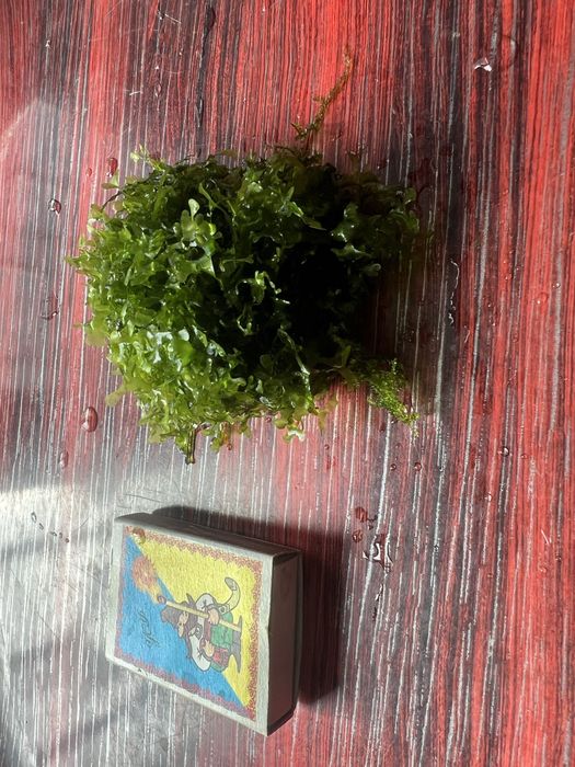 Риккардія  Coral Moss — рідкісний мох для акваріума