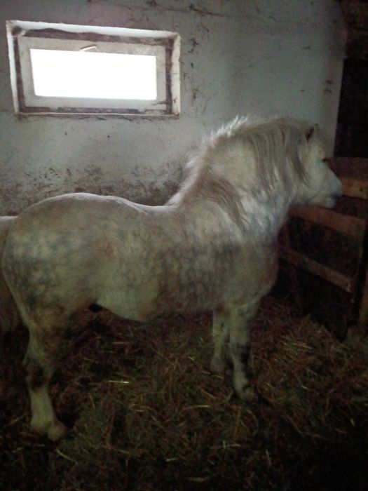 Sprzedam ogiera i kobyłkę źrebną