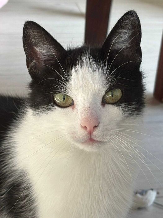 Kieszonkowa Cebulka szuka domu