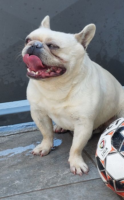 Bulldog francês para acasalamento