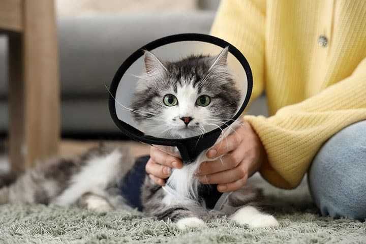 Кастрація котика, стерилізація кішки. Київ