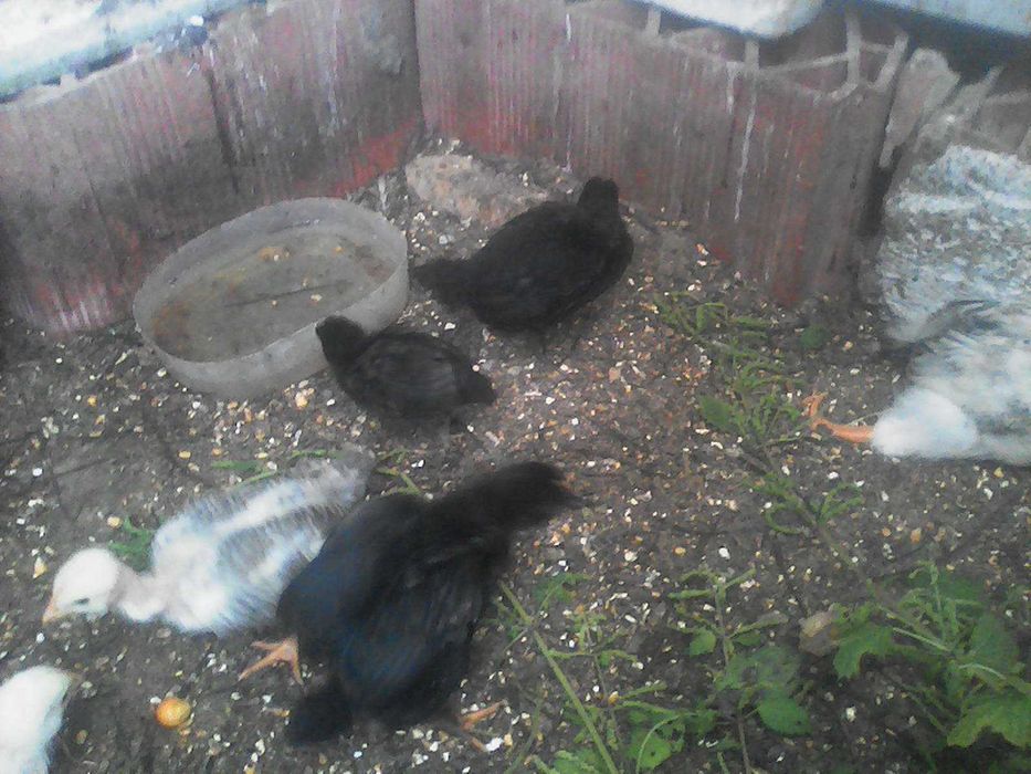 ovos galinhas e galos do campo