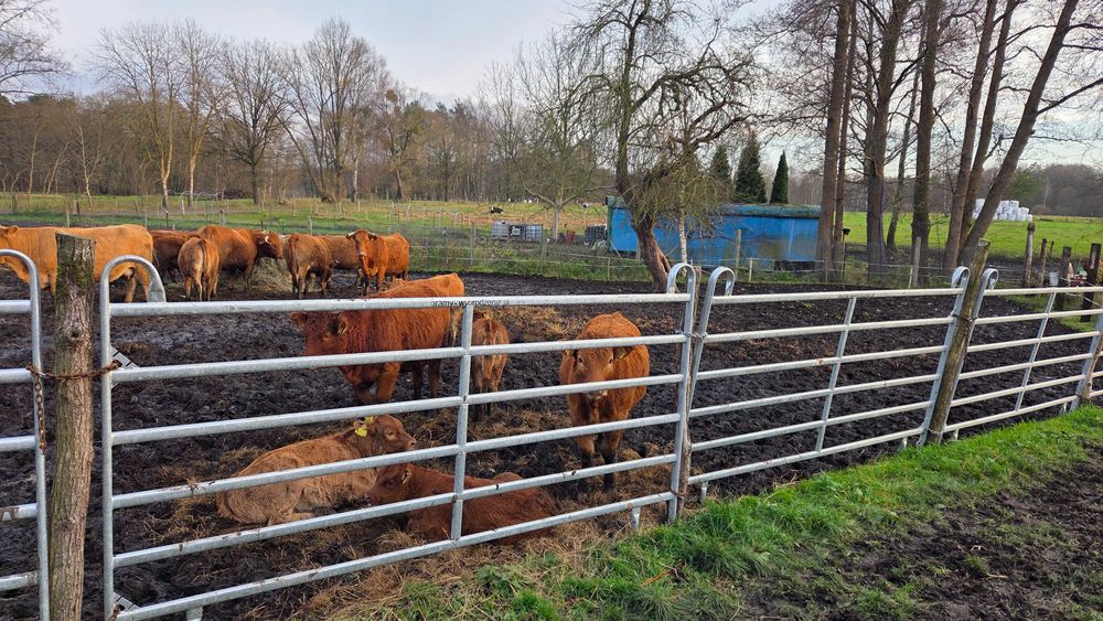 wygrodzenia wybiegi dla bydła miesnego opasów jałówki, panele , TEXAS
