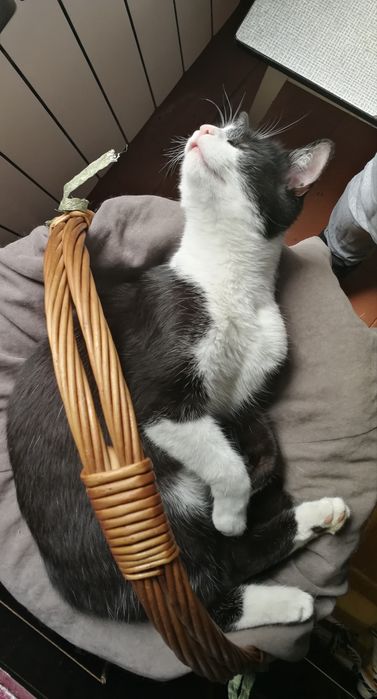 !!! ZAGINĄŁ !!! Nasz Kotek Bobi