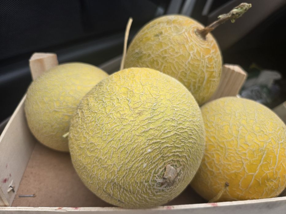 Caixas de meloas deliciosas para entregas