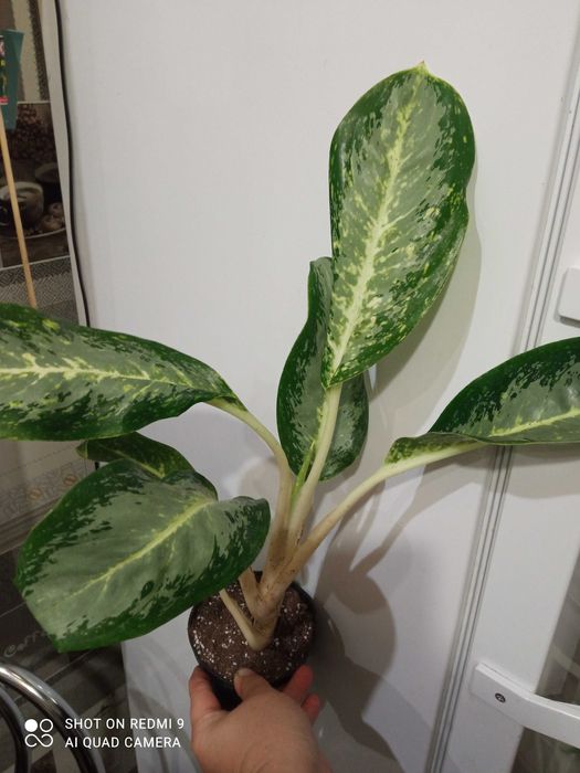 Рідкісний сортик аглаонеми Дебора