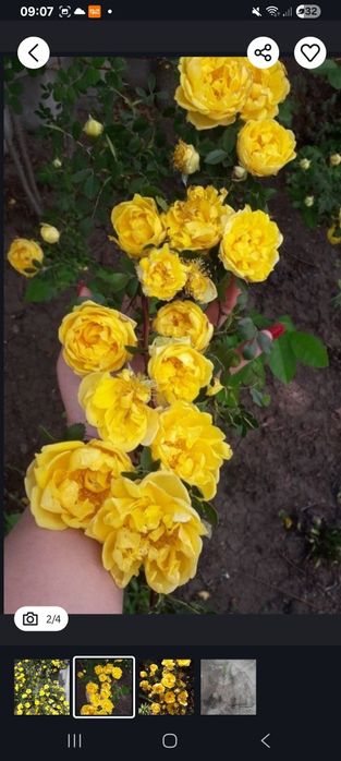 Продам жовту чайну троянду