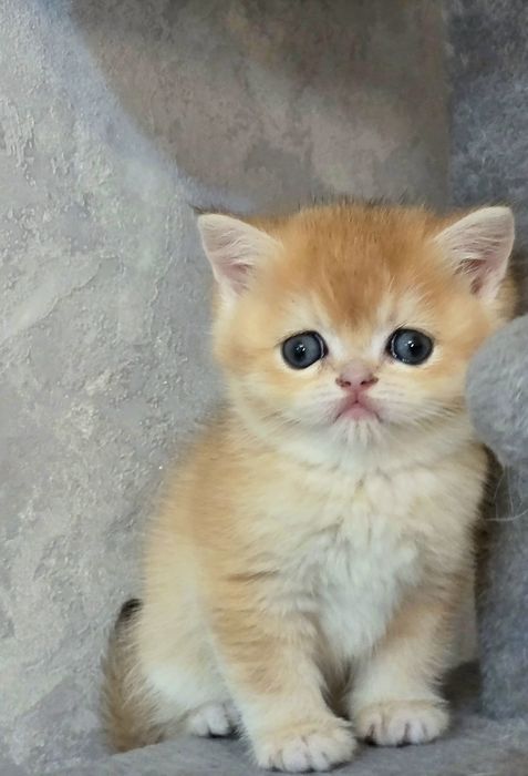 Шотландець хлопчик золотої шиншили