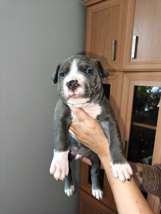 Amstaff Blue - piesek 1