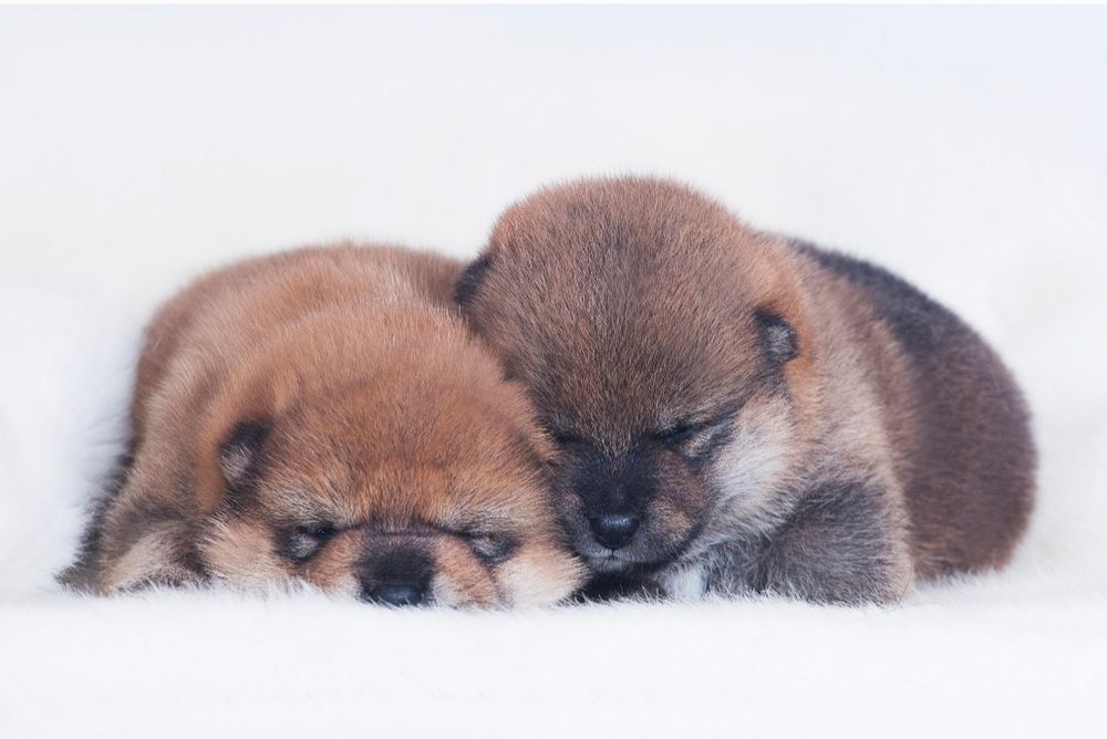 Шиба іну/ шиба ину/ сіба/ сиба/ shiba