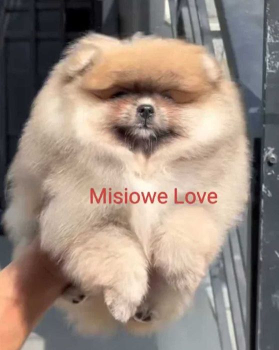 !!! Mały Cudo Miś pomeranian mini