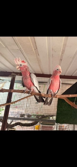 Casal catatuas galah 2026