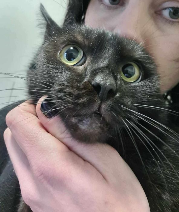 Słodki Figiel czeka na adopcje