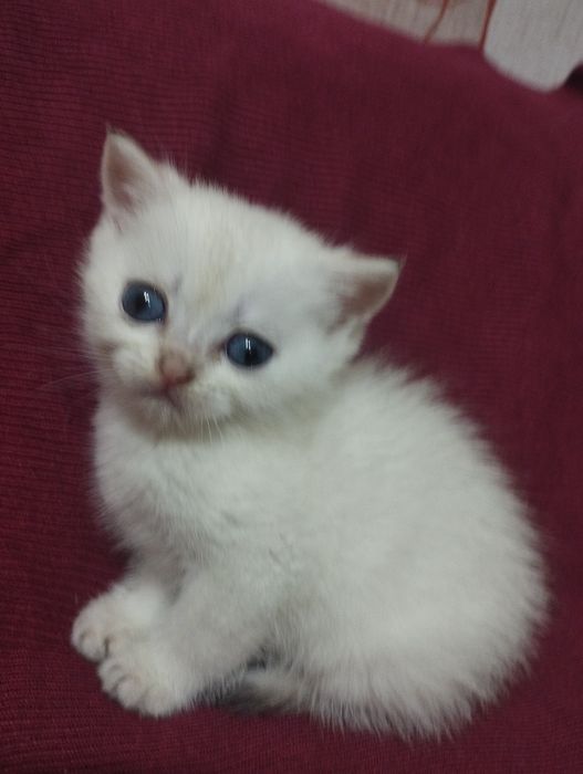 Нежный серебристый  клтик