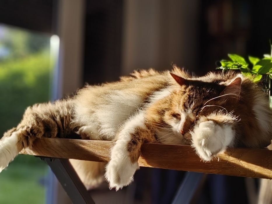 Telefon Huawei Nova 11 Pro w doskonałym stanie, jak nowy