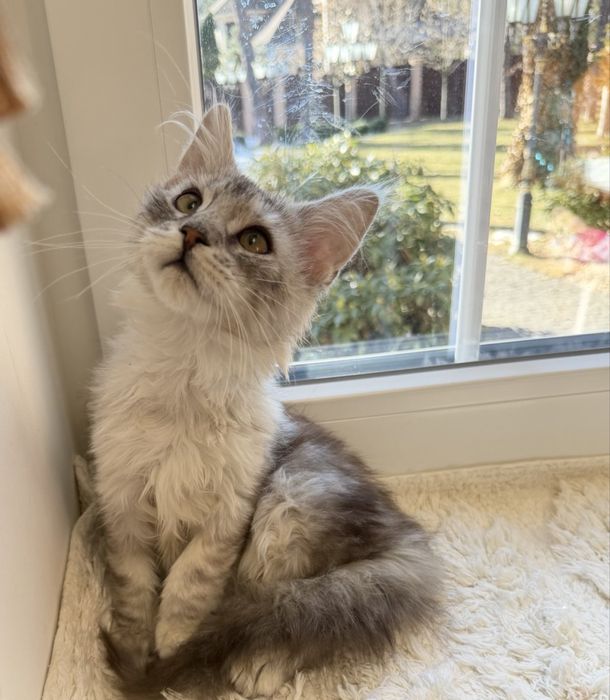 Мейн Кун - весняний подарунок