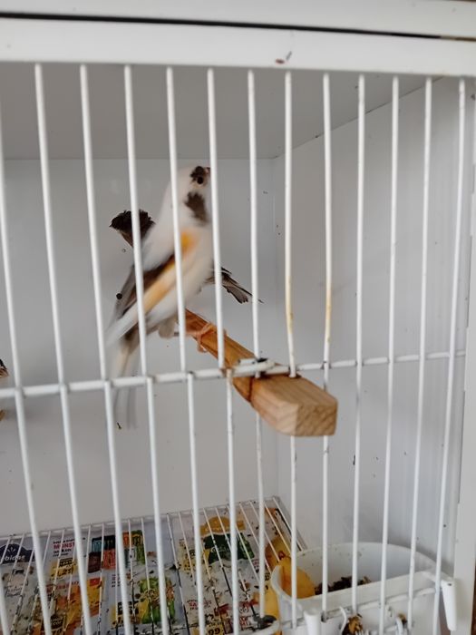 Canários Alecrim Português