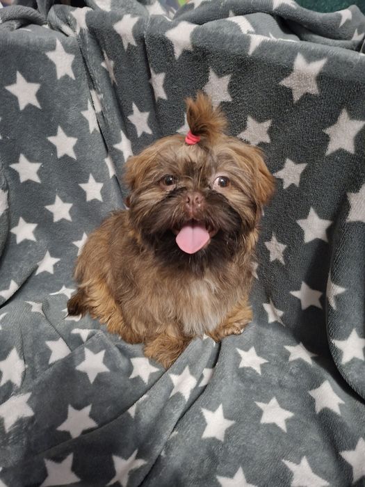 Shih tzu czekoladowy piesek słodki z włosem dla alergików