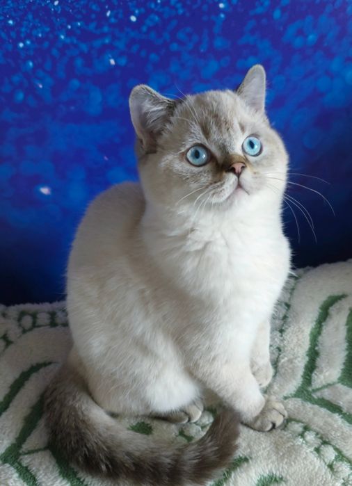 Шотландский  хлопчик