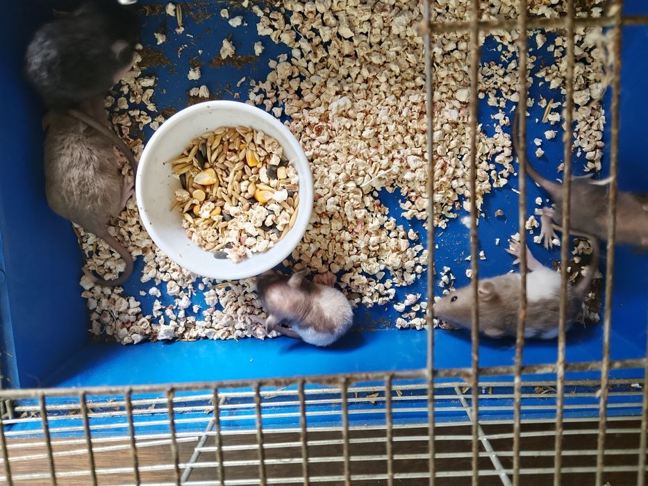 Крысята Кременчуг