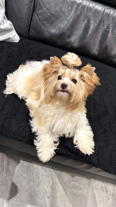 Golddust Yorkshire Terrier