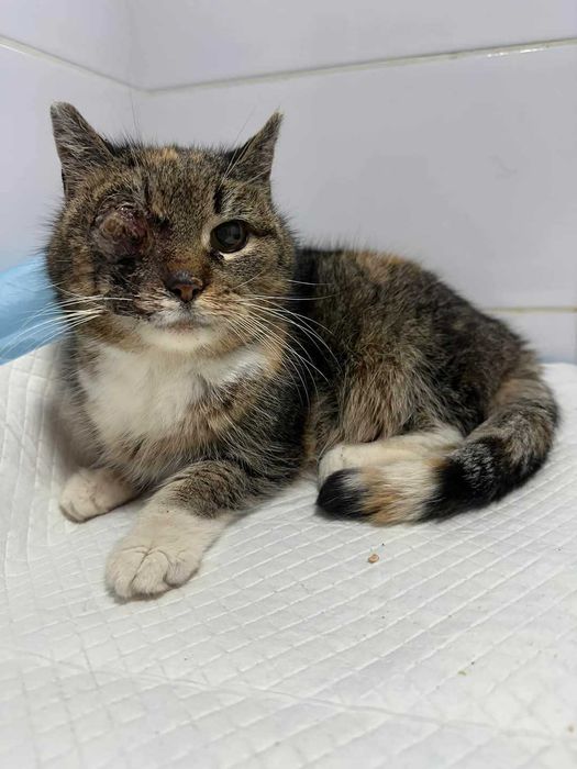 Tortuga szuka miłości na starość