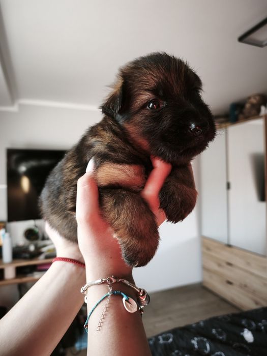 Owczarek Niemiecki Długowłosy FCI ZKwP wilczasty samiec