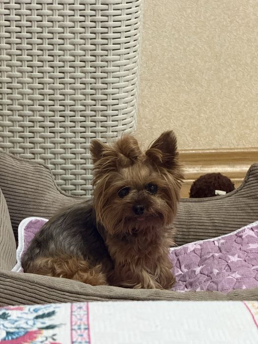 Індивідуальна перетримка тварин /Ніяких кліток/ котів / собак