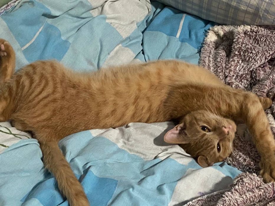 Рудий кіт шукє родину