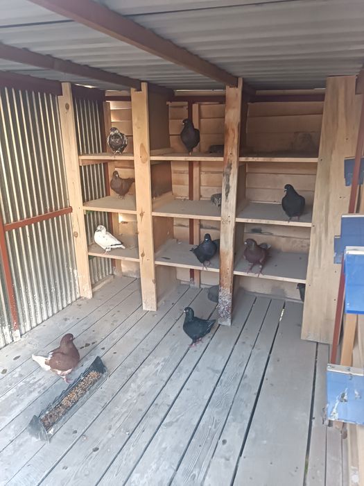 Gołębie kingi dobra klasa