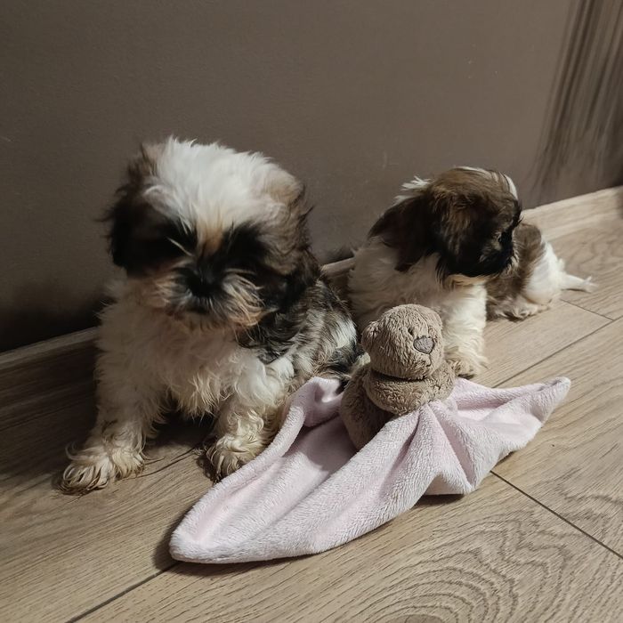 Śliczne Shih-Tzu