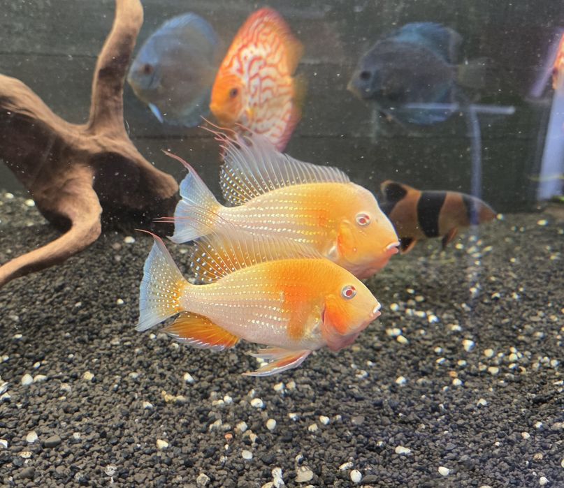 Ziemiojady Acarichthys heckeli albino dobrane pary.