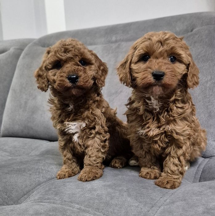Cavapoo F1B hybryda ras Sunia