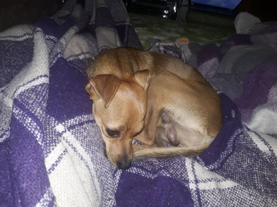 Пропала собака на радужных содах.