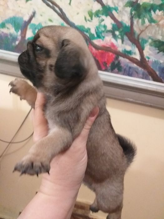 Улюблені мордочки