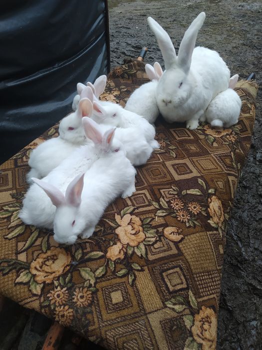 Крол.Бельгійський Велетень