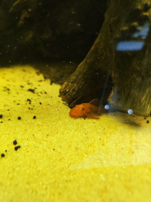 Ancintrus super red