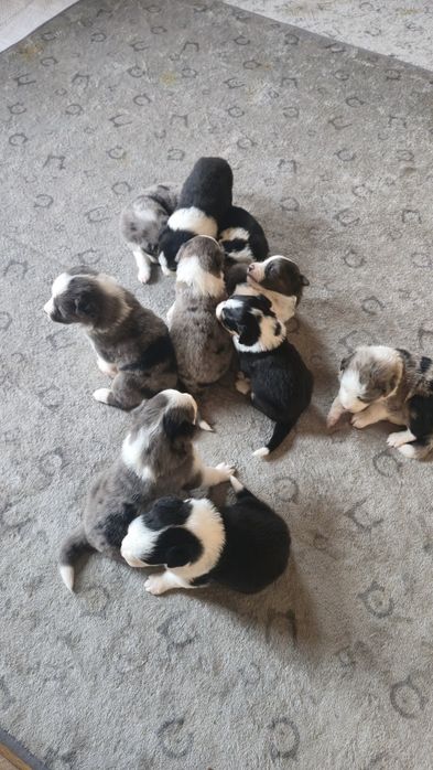 Border Collie blue merle