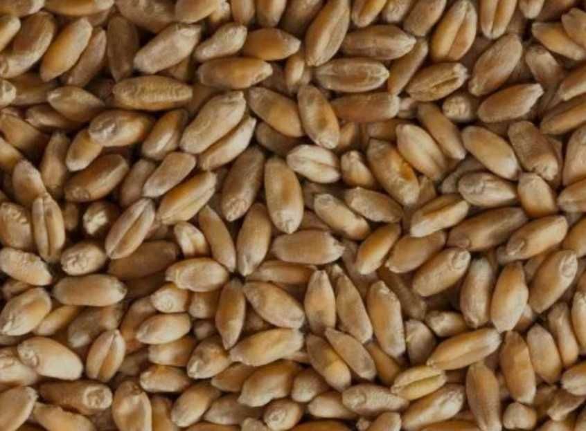 Sprzedam jęczmień jary