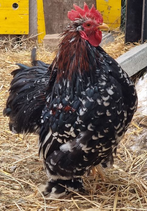 Młode koguty z 2025