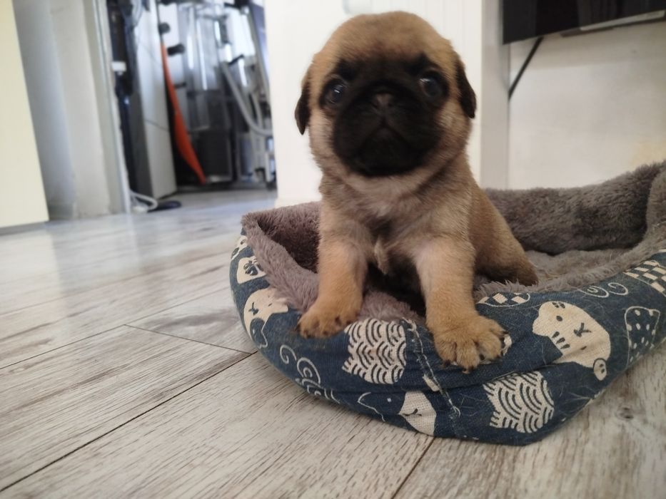 Mops suczka 05.01.2026